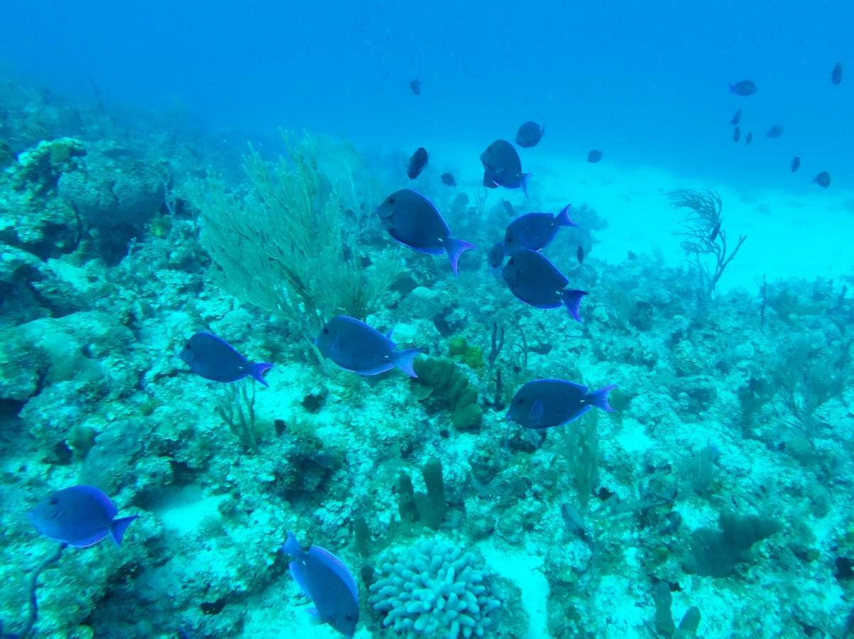 White Sands Anguilla - Sea Blowing Point Village エクステリア 写真